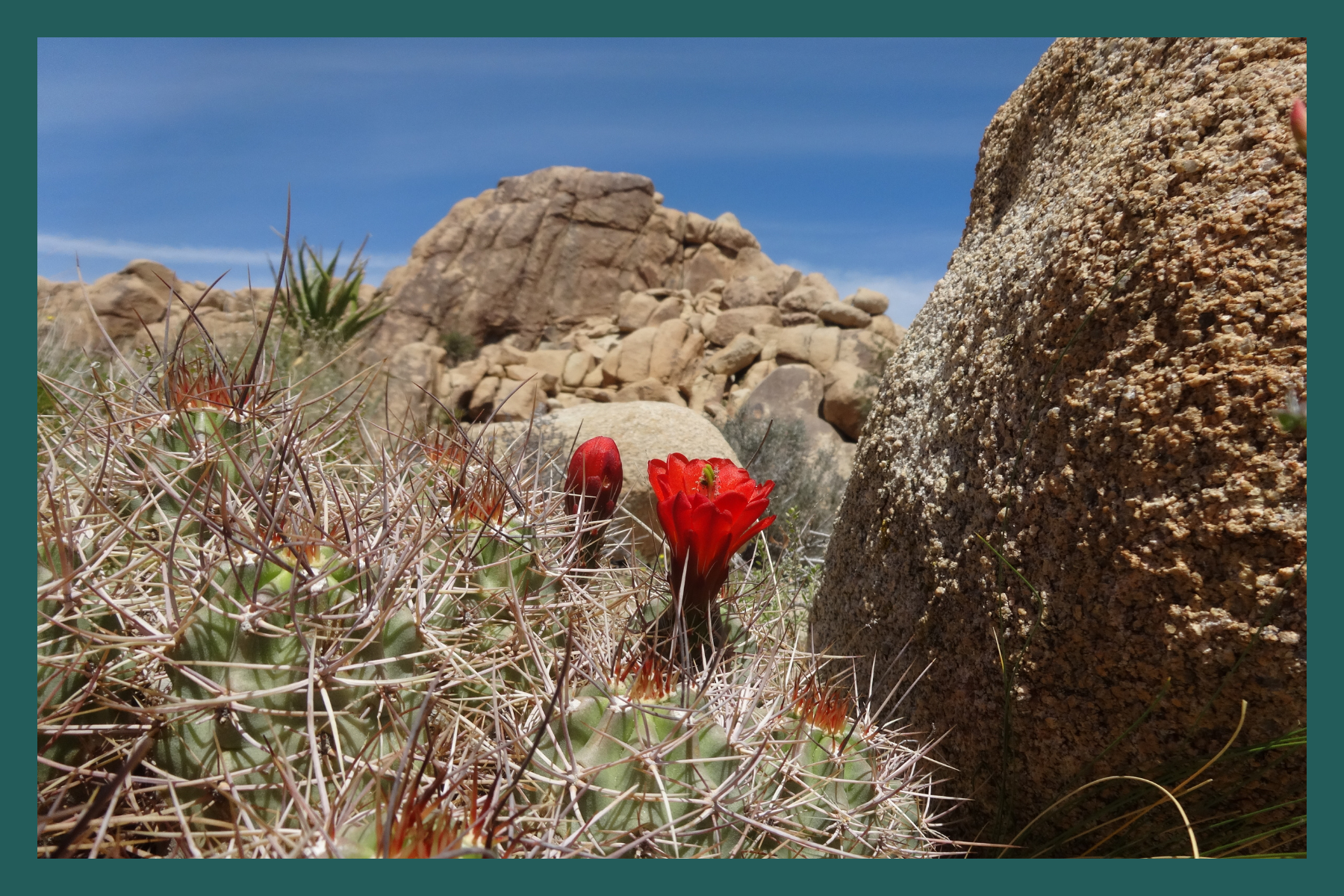 Joshua Tree National Park