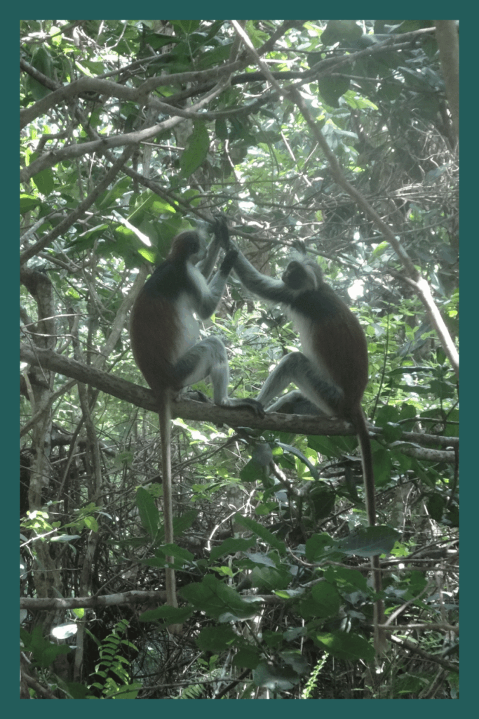 Jozani Chwaka Bay Nationalpark Sansibar