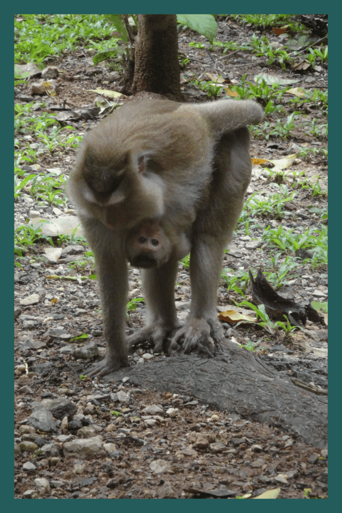 Monkey Hill Phuket