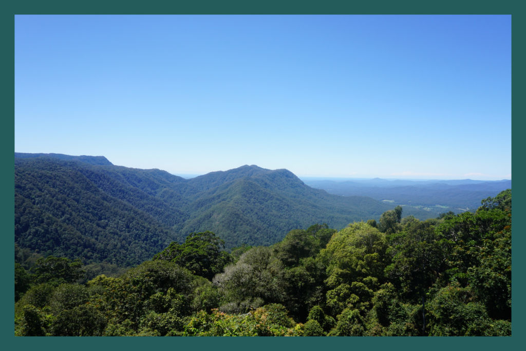 Dorrigo National Park