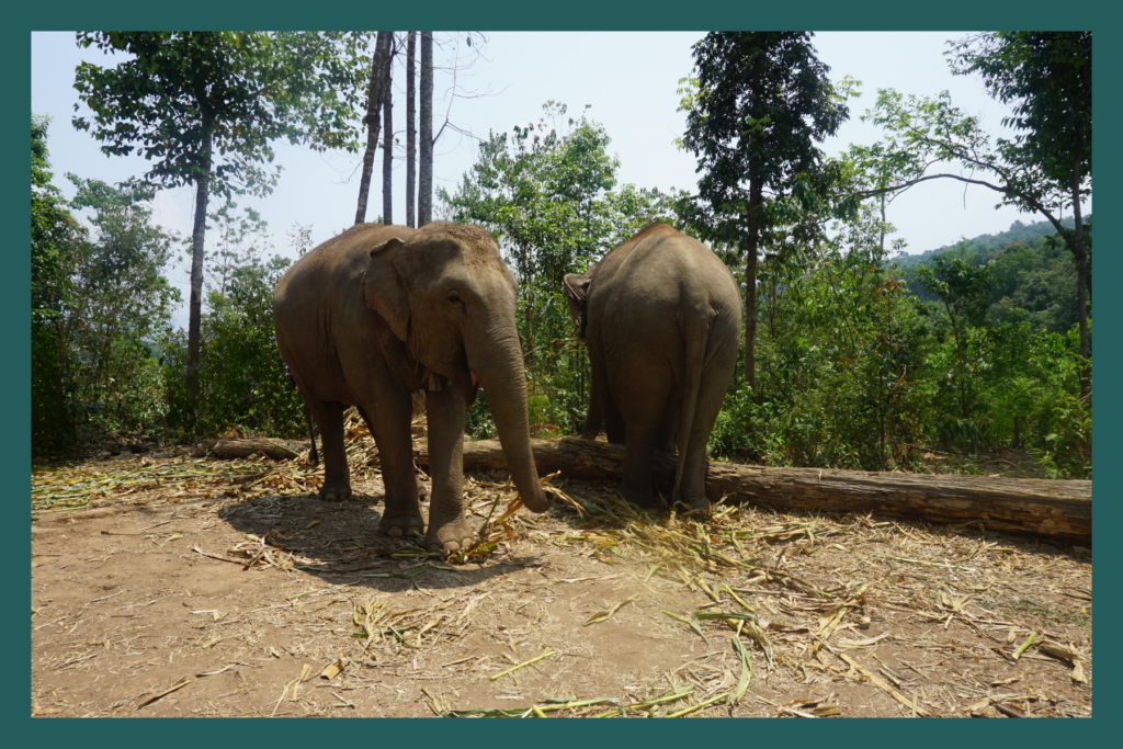 Elephant Sanctuary